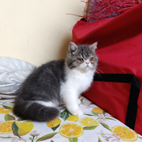 Gatto persiano