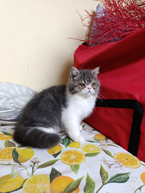 Gatto persiano