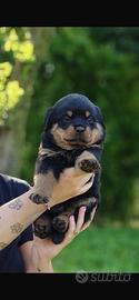 Rottweiler cuccioli