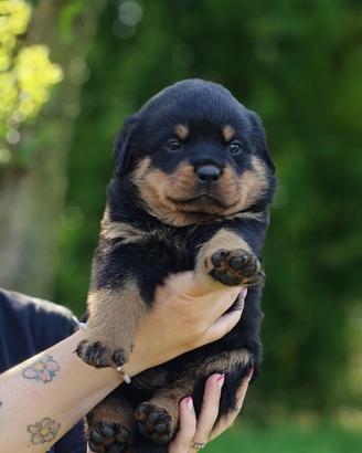 Rottweiler cuccioli