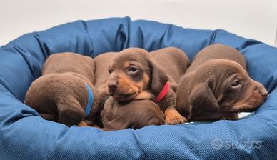 Bassotti nano/Kaninchen