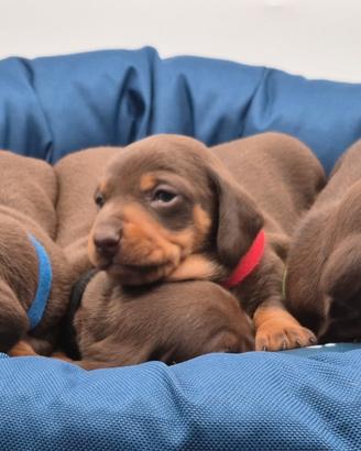 Bassotti nano/Kaninchen