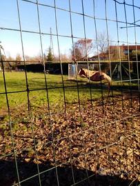 Terreno edificabile in concessione singola