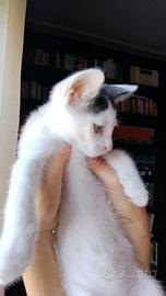 Gattino maschio