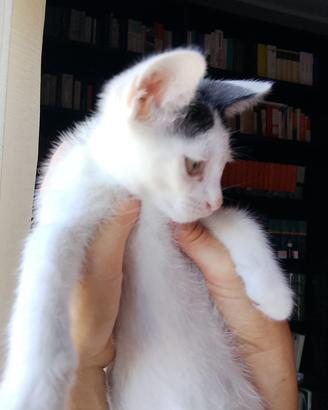 Gattino maschio