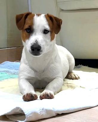 Splendido jack russell cucciolone