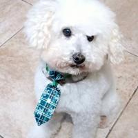 Barboncino Toy per monta GRATIS