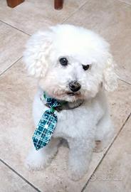 Barboncino Toy per monta GRATIS