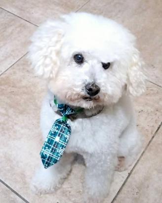 Barboncino Toy per monta GRATIS