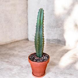 Cactus colonnare Cereus repandus