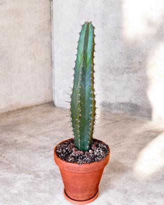 Cactus colonnare Cereus repandus