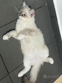 Cuccioli di ragdoll con pedigree ENFI