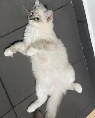 Cuccioli di ragdoll con pedigree ENFI