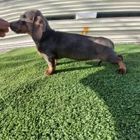 Cuccioli di bassotto color blu