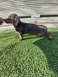 Cuccioli di bassotto color blu