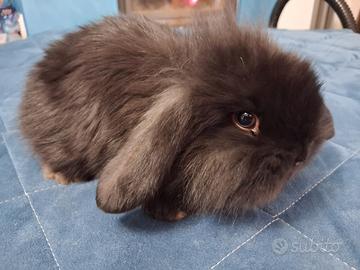 Cuccioli testa di leone