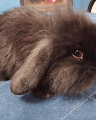Cuccioli testa di leone