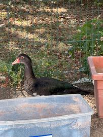 Galline