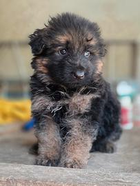Cucciola di pastore tedesco con pedigree