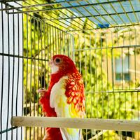 Rosella anello 2025 pronti