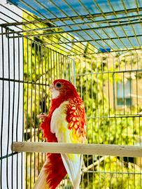 Rosella anello 2025 pronti