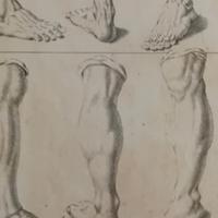 stampa antica originale anatomia rarissima xilogra