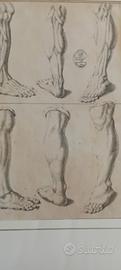stampa antica originale anatomia rarissima xilogra