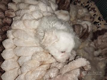 Cani maltesi toy femmina