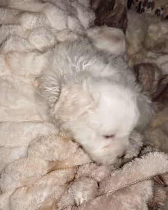 Cani maltesi toy femmina
