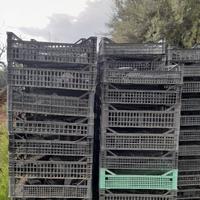 Cassette di plastica per frutta e ortaggi