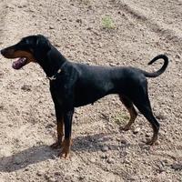 Dobermann femmina