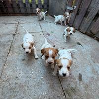 Cuccioli di Breton