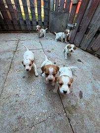 Cuccioli di Breton