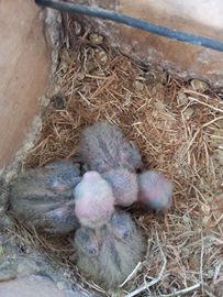 Pulli inseparabili roseicollis