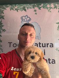 Maltipoo albicocca