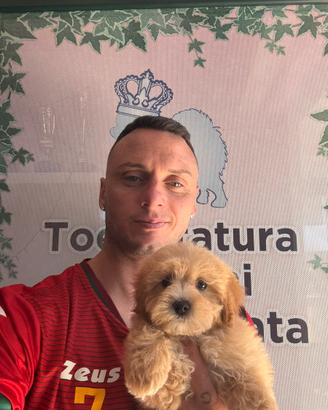 Maltipoo albicocca