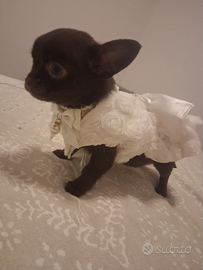 Bellsiama chihuahua pelo corto