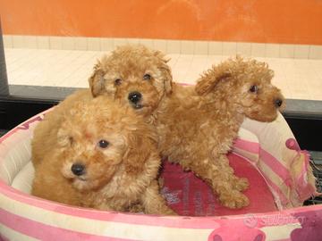 Cuccioli di Barboncino nano fulvo