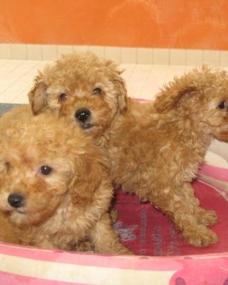 Cuccioli di Barboncino nano fulvo