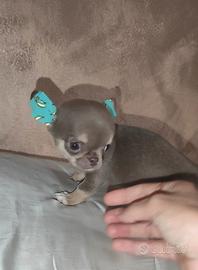 Chihuahua femminuccia pelo corto lilac
