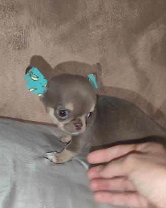 Chihuahua femminuccia pelo corto lilac