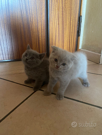 Scottish fold è straight