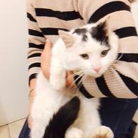 Gatto adulto giovane