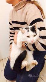 Gatto adulto giovane