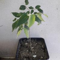 Piantina di Bagolaro (Spaccasassi)