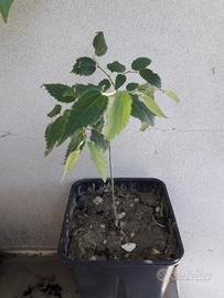 Piantina di Bagolaro (Spaccasassi)