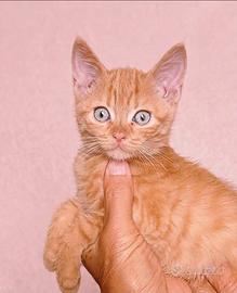 Gattino rosso incrocio siamese