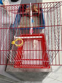 Vabbia canarino nuova