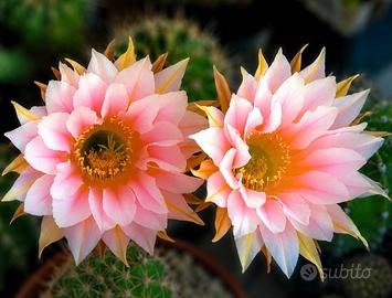 Echinopsis Danisa