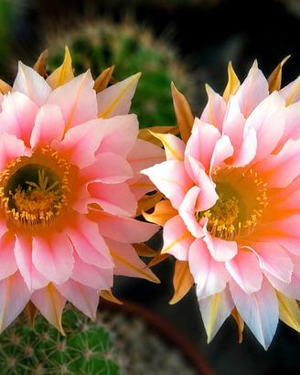 Echinopsis Danisa